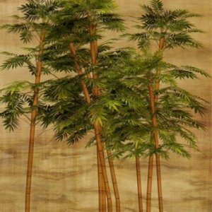 Bambus und nachhaltige Produkte